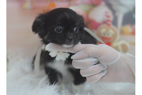 成約済の埼玉県のチワワ(ロングコート)-268165の10枚目