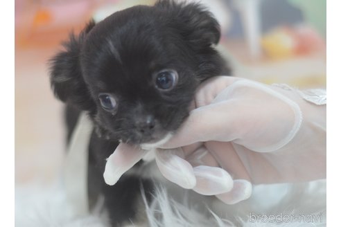 成約済の埼玉県のチワワ(ロングコート)-268165の9枚目