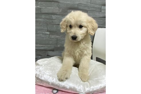 成約済の岡山県のゴールデンドゥードル:ゴールデンレトリーバー×プードル-278998の11枚目