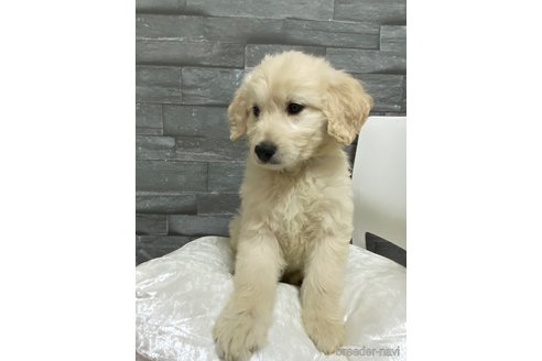 成約済の岡山県のゴールデンドゥードル:ゴールデンレトリーバー×プードル-278998の12枚目
