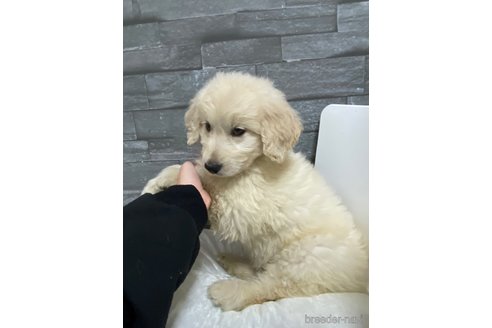 成約済の岡山県のゴールデンドゥードル:ゴールデンレトリーバー×プードル-278998の3枚目