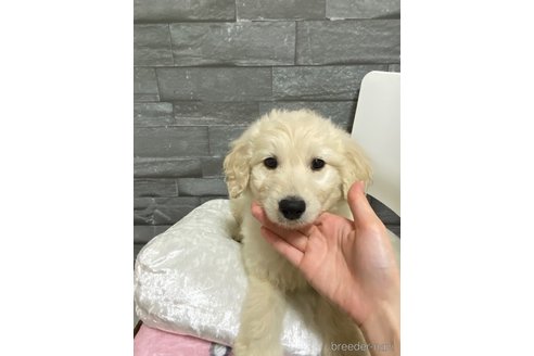 成約済の岡山県のゴールデンドゥードル:ゴールデンレトリーバー×プードル-278998の9枚目