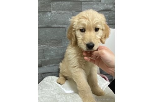 成約済の岡山県のゴールデンドゥードル:ゴールデンレトリーバー×プードル-278999の7枚目