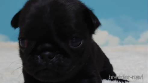 成約済の埼玉県のパグ-279015