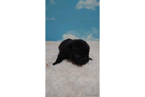 成約済の埼玉県のパグ-279015の4枚目