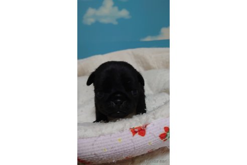 成約済の埼玉県のパグ-279015の3枚目