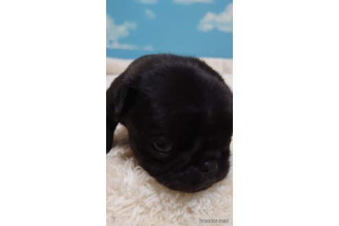 成約済の埼玉県のパグ-279015の2枚目