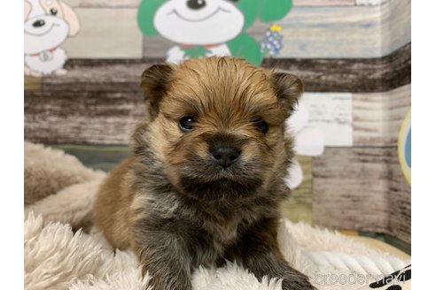 成約済の福岡県のポメラニアン-279027の4枚目