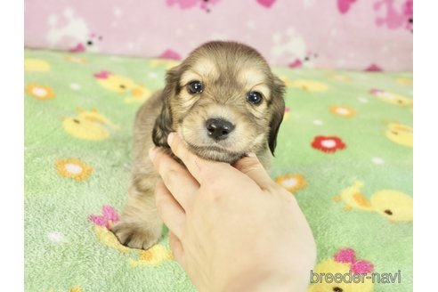 成約済の兵庫県のカニンヘンダックスフンド(ロングヘアード)-279037の2枚目