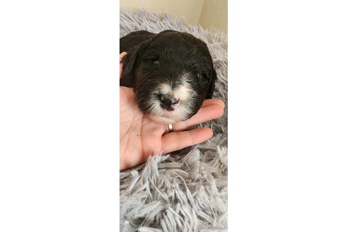 成約済ののミックス犬-275194