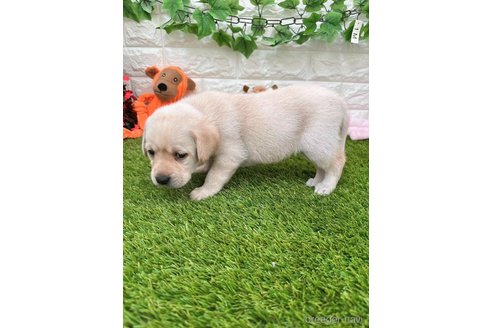 成約済の愛知県のラブラドールレトリーバー-279121の2枚目