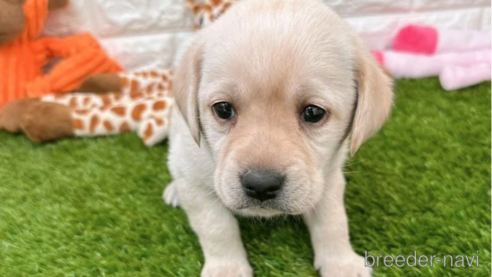 成約済の愛知県のラブラドールレトリーバー-279121の1枚目