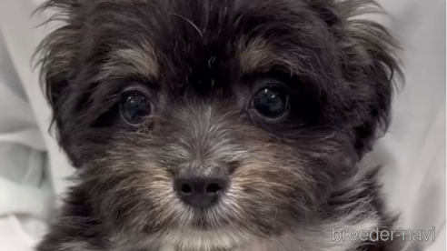 成約済の福岡県のチワマル:チワワ×マルチーズ-268561の10枚目