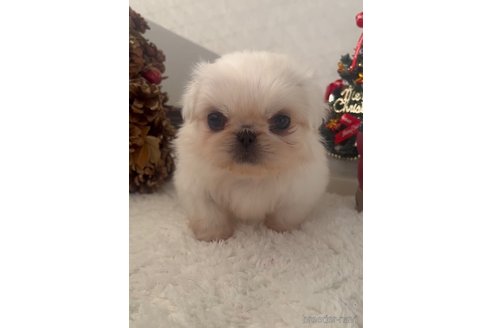 成約済の福岡県のペキニーズ-279162の3枚目