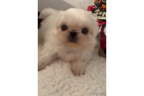 成約済の福岡県のペキニーズ-279162の4枚目