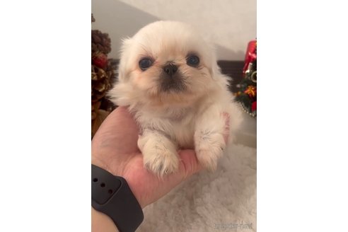 成約済の福岡県のペキニーズ-279162の5枚目