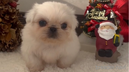 成約済の福岡県のペキニーズ-279162の2枚目