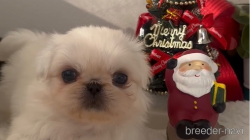 成約済の福岡県のペキニーズ-279162の1枚目