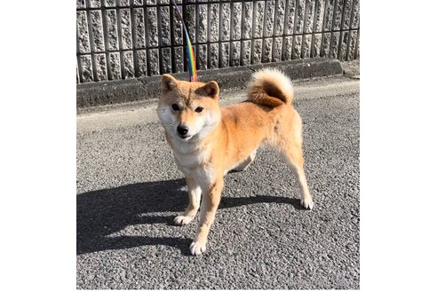 まるちゃん1枚目