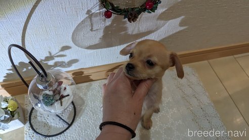 成約済の広島県のチワプー:チワワ×トイプードル-276158の12枚目