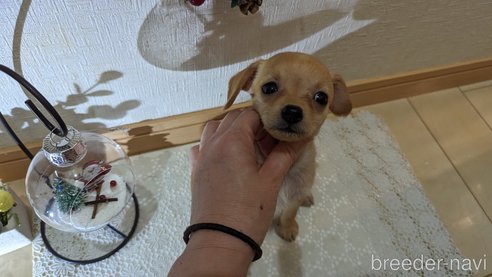 成約済の広島県のチワプー:チワワ×トイプードル-276158の11枚目
