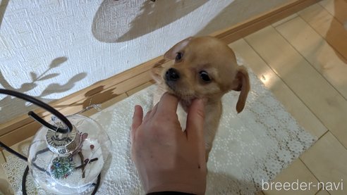 成約済の広島県のチワプー:チワワ×トイプードル-276158の7枚目