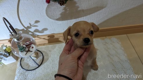 成約済の広島県のチワプー:チワワ×トイプードル-276158の9枚目