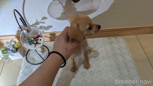 成約済の広島県のチワプー:チワワ×トイプードル-276158の4枚目