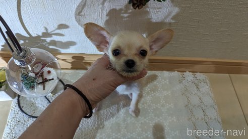 成約済の広島県のチワプー:チワワ×トイプードル-274090の23枚目