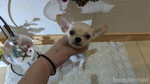 成約済の広島県のチワプー:チワワ×トイプードル-274090の21枚目