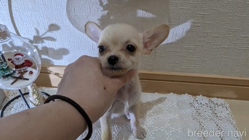 成約済の広島県のチワプー:チワワ×トイプードル-274090の20枚目