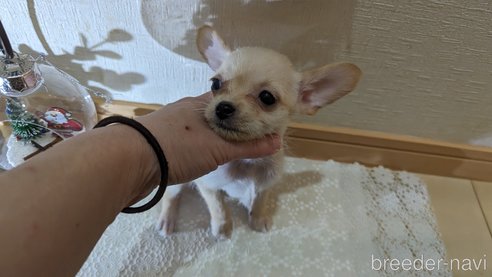 成約済の広島県のチワプー:チワワ×トイプードル-274090の19枚目