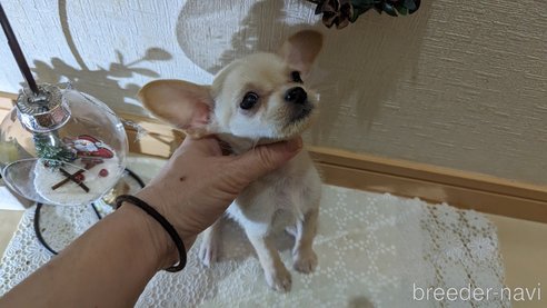 成約済の広島県のチワプー:チワワ×トイプードル-274090の18枚目