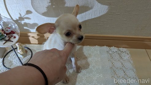成約済の広島県のチワプー:チワワ×トイプードル-274090の15枚目