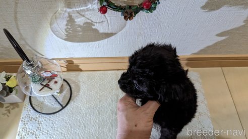 成約済の広島県のチワプー:チワワ×トイプードル-274092の8枚目