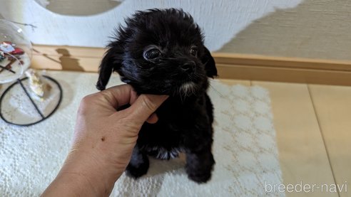 成約済の広島県のチワプー:チワワ×トイプードル-274092の3枚目