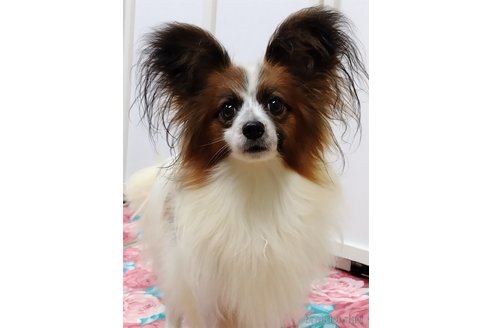 成約済の千葉県のパピヨン-229623の62枚目