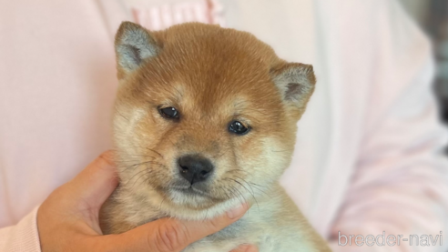 成約済の愛知県の豆柴-275209の1枚目