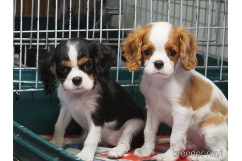 成約済の愛知県のキャバリアキングチャールズスパニエル-273255の2枚目