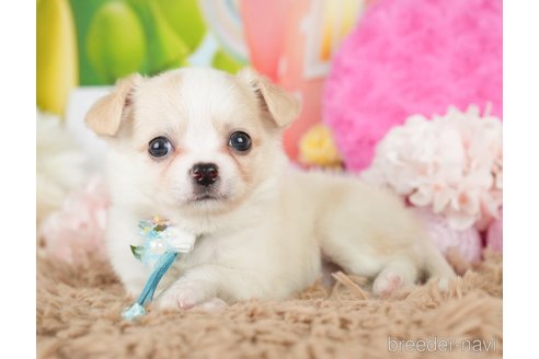 成約済の神奈川県のチワワ(ロングコート)-279214の14枚目