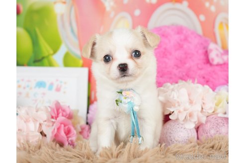 成約済の神奈川県のチワワ(ロングコート)-279214の8枚目