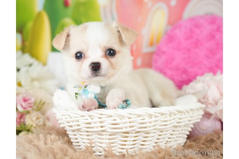 成約済の神奈川県のチワワ(ロングコート)-279214の9枚目