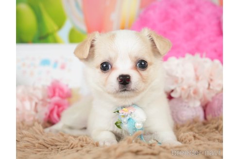 成約済の神奈川県のチワワ(ロングコート)-279214の11枚目