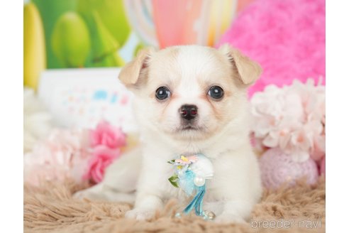 成約済の神奈川県のチワワ(ロングコート)-279214の7枚目