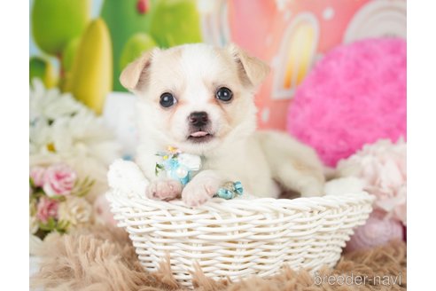 成約済の神奈川県のチワワ(ロングコート)-279214の12枚目