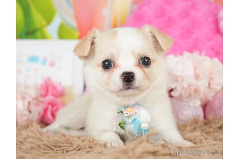 成約済の神奈川県のチワワ(ロングコート)-279214の10枚目