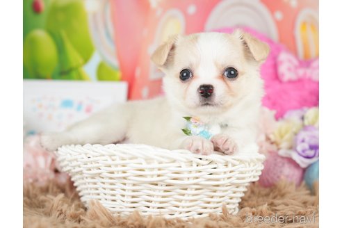 成約済の神奈川県のチワワ(ロングコート)-279214