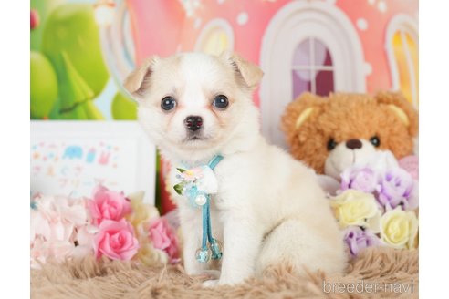 成約済の神奈川県のチワワ(ロングコート)-279214の2枚目