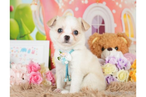 成約済の神奈川県のチワワ(ロングコート)-279214の3枚目