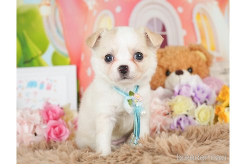 成約済の神奈川県のチワワ(ロングコート)-279214の4枚目